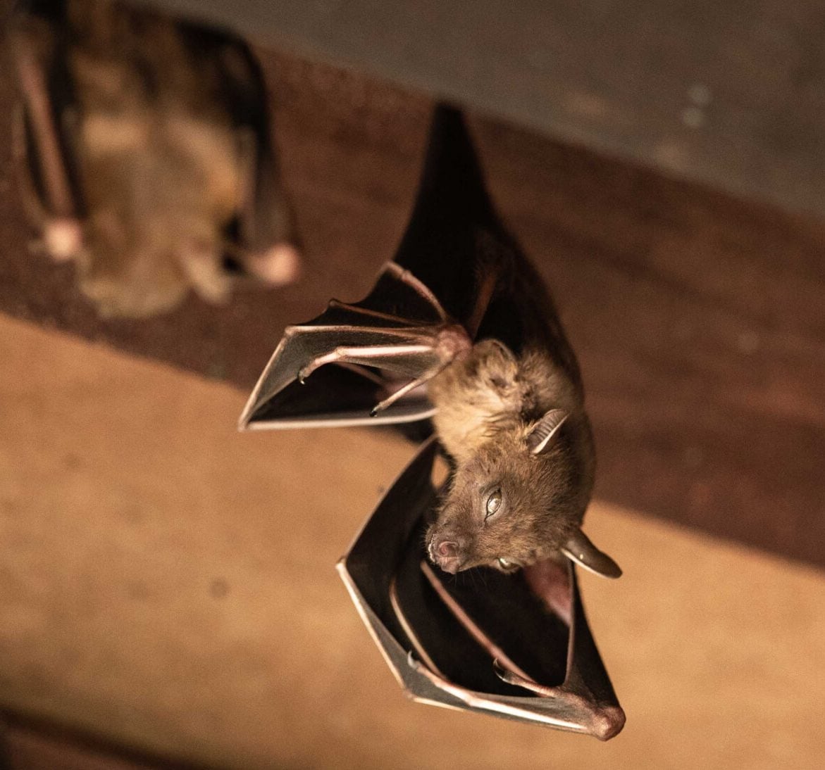 Wildlife-Bats in Peoria